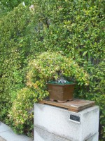 /album/danimayosinfojardin2/bonsai-falso-jazmin-tachelospermun-asiaticum-jpg-jpg/